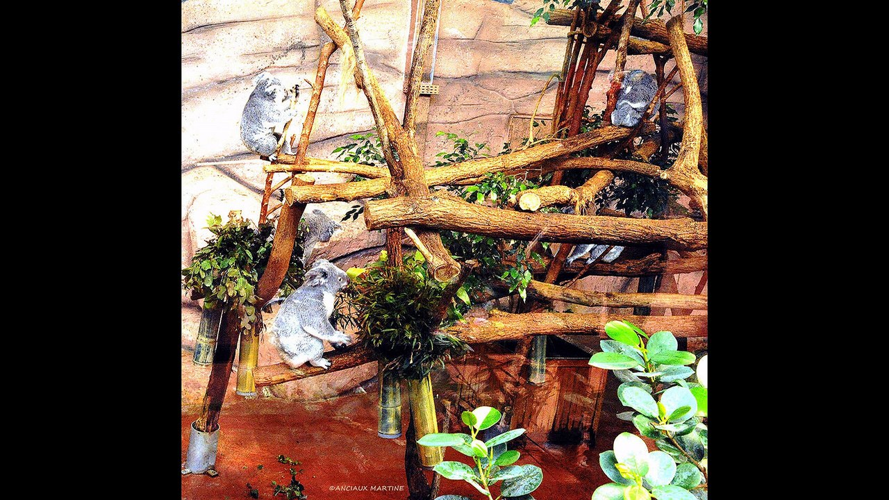 9-5-2016 mise à jour Le bonsaï est un arbre nain, Grâce à la patience d'humains, Une pure fabrication, par l'appliquation de consignes strictes, Et d'une technique, à toute épreuve, elle aussi très stricte. THOMAS André MARTINE ANCIAUX, photographe d'art,