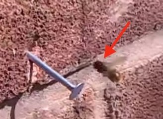 Bee Became Bionic Bee Pulls Nail Out of a Wall 2016
