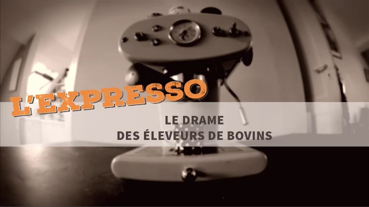 Le drame des éleveurs de bovins