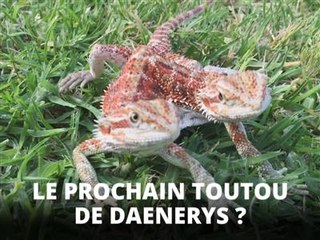Un (tout petit) dragon à deux têtes !