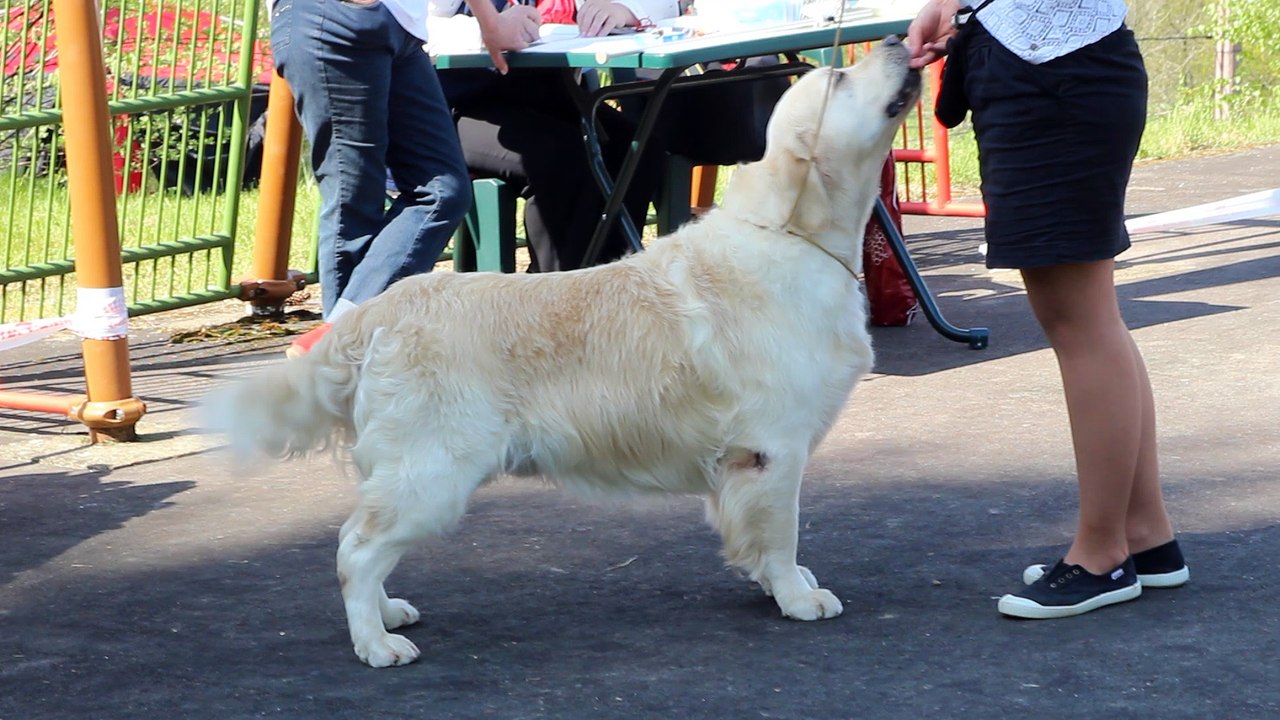 Seven's Dream "Sheperd"