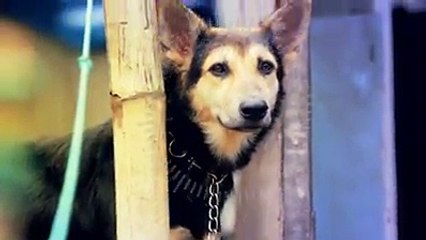 For All Dog Parents with Rescued Dogs