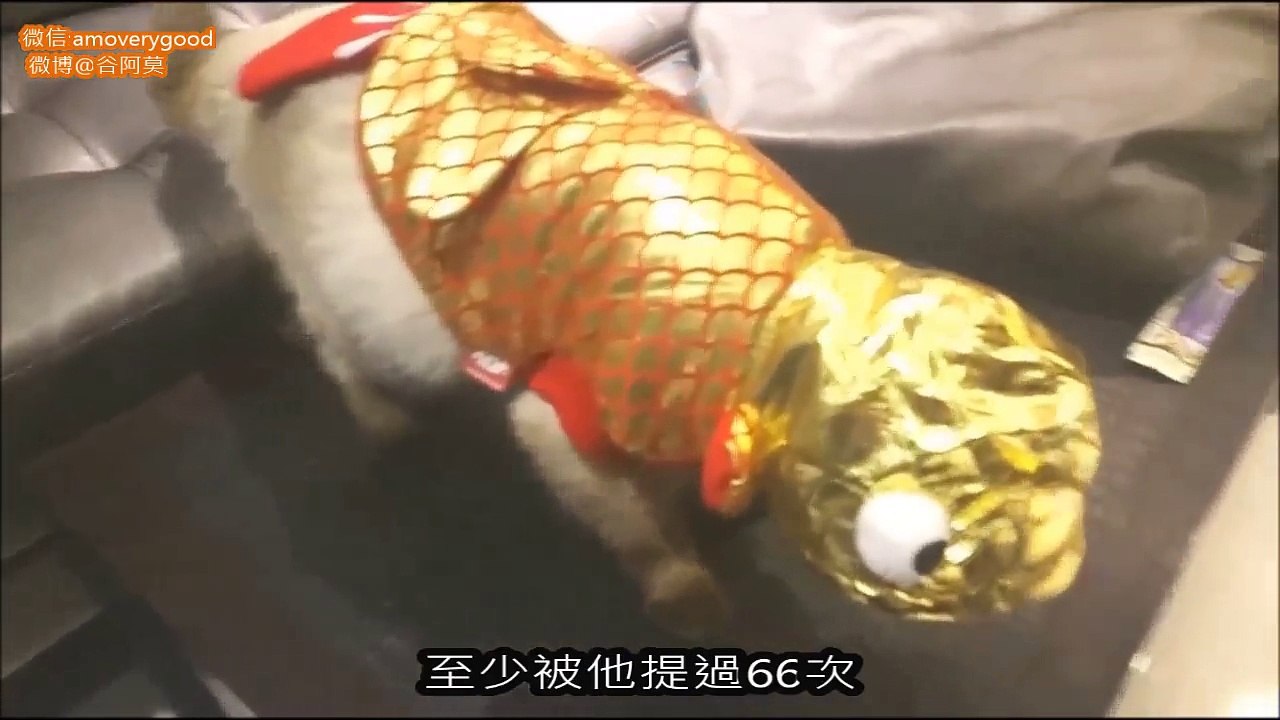 #230【谷阿莫】2016新年祝賀