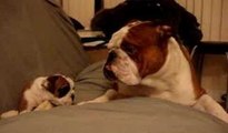 English Bulldog Father meets daughter first time