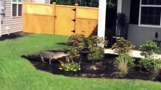 Alligator Caught on Camera Ringing Doorbell