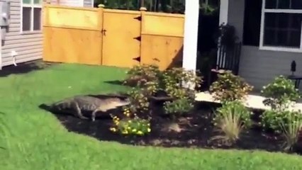 Alligator Caught on Camera Ringing Doorbell