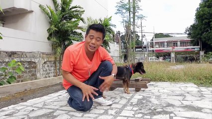 Bark on Command Dog Tricks