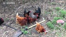 Backyard chickens have a big fight over one slice of pizza