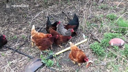 Backyard chickens have a big fight over one slice of pizza