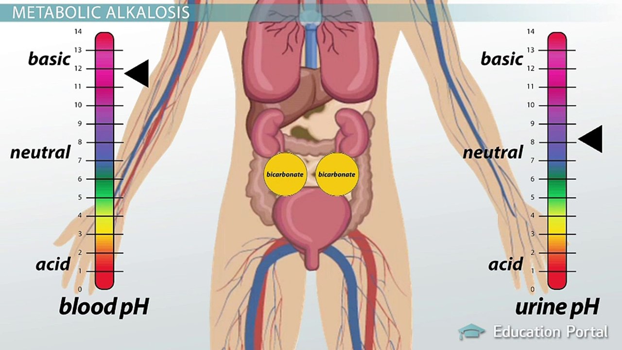 How the Kidneys Regulate Acid Base Balance