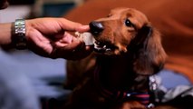 Why Dogs Love Bones
