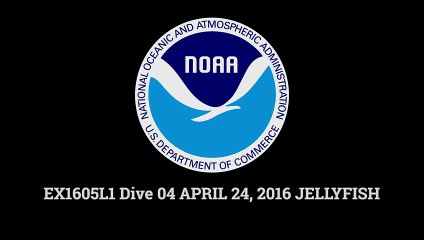 Découvrez cette méduse des profondeurs jusque-là inconnue