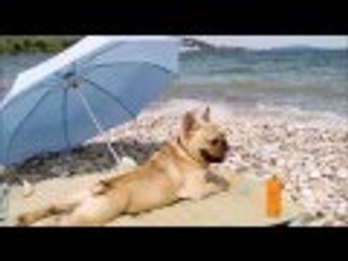ANIMALS WHO THINK AND ACT LIKE PEOPLE 2016 2017 Funny joke