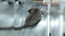 Yaralı Sokak Kedisi İçin Hayvan Ambulansı Çağrıldı