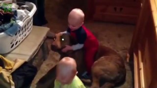 Funny Babies Riding Dogs Compilation 2015