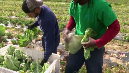 Des "potagers solidaires" poussent dans les prisons portugaises