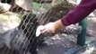 Une panthère attrappe la main d'un gardien de zoo à travers la grille