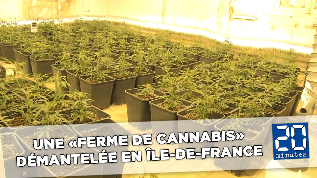 Une «ferme de cannabis» démantelée en Île-de-France