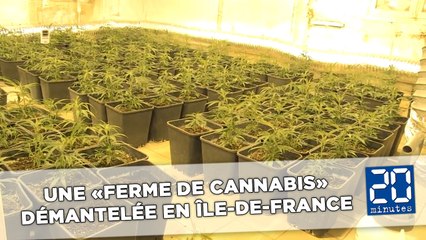 Une «ferme de cannabis» démantelée en Île-de-France