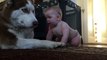This Baby Wanted To Play With The Family Dog...What This Beautiful Dog Does Made My Heart Melt!