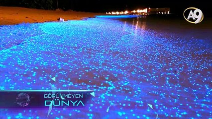 Görünmeyen Dünya - 4