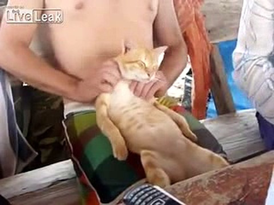 Cat enjoying massage