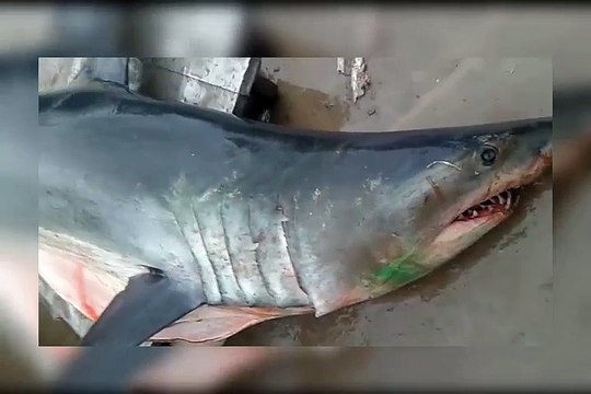 اصطياد سمكة قرش ضخمة في سواحل طبلبة