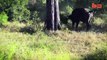 Lion Attack Buffalo Wrestles With Lioness