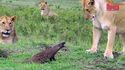 Lion Vs Mongoose Mongoose Fends Off Four Lions