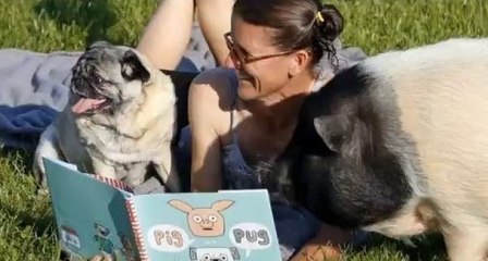 Pampered Pig Is King of the Farm