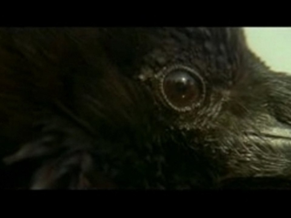 Damien : la malediction 2  (le corbeau 2)