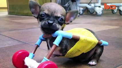 Turbo-Roo Cute Two-Legged Chihuahua Given Wheels To Move Independently