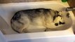 Ce husky veut vraiment prendre son bain...