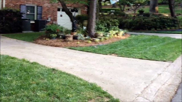 Cet écureuil sans queue ni pattes arrières marche sur les mains