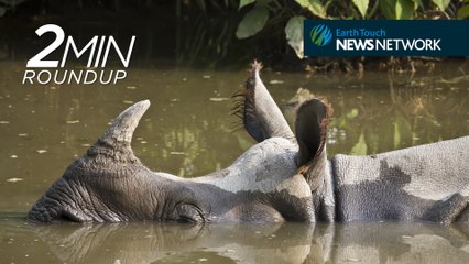 Corals in the deep sea, a turtle in trouble & Nepal’s zero-poaching win