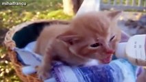 Cute Kittens And Puppies Bottle Feeding Compilation 2014 NEW