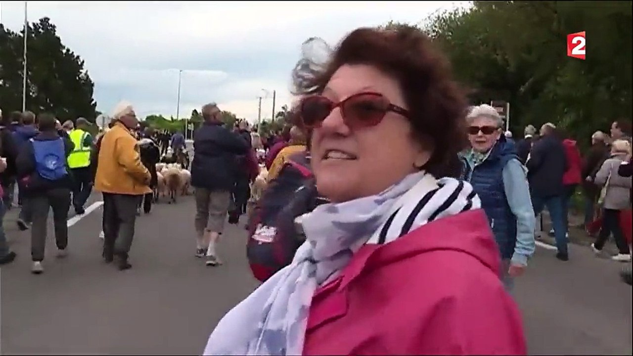 La transhumance des moutons en Bretagne