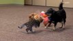 Dog Adopts Orphaned Animals at Cincinnati Zoo