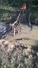 Pro Dog jumps 15ft like it's nothing