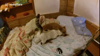 Cat and dog have adorable relationship