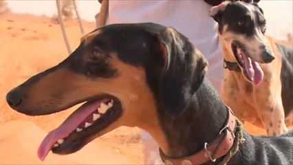 أول مهرجان لسباق كلاب الصيد بالسودان