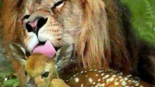 Deer vs Lion Fight!! Brutal Real Animal Versus !! Amazing!!