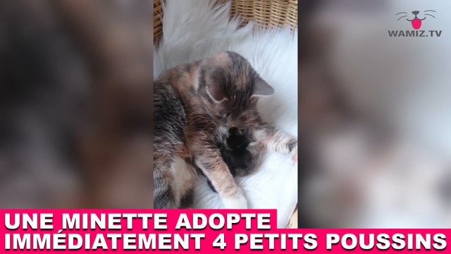 Une minette adopte immédiatement 4 petits poussins ! Découvrez-la dans la Minute Chat #214