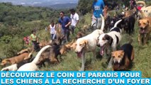 Découvrez le coin de paradis pour les chiens à la recherche d'un foyer ! Tout de suite dans la Minute Chien #214