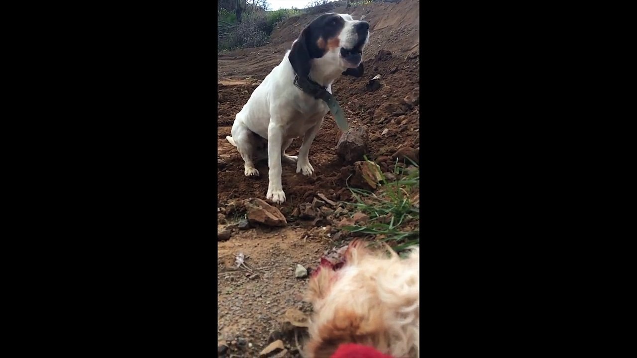 非常に悲しいです devastated dog crying over the death of his best friend