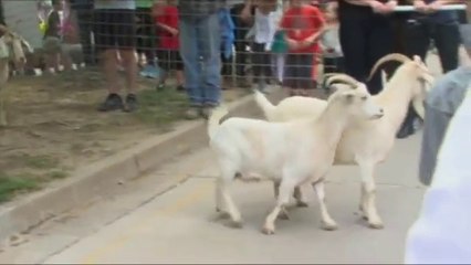 Seven goats escaped from Kentucky parade and running across street