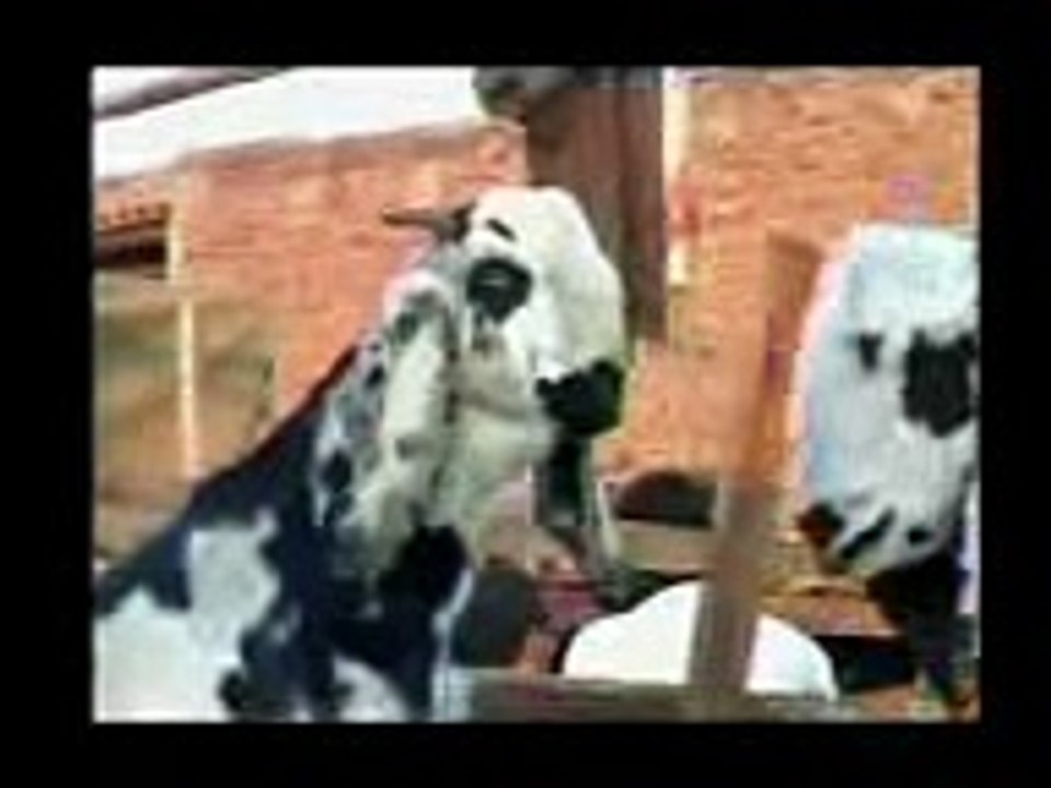 BAKRA MANDI