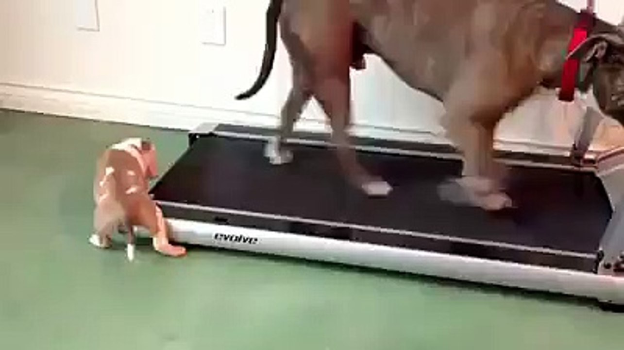 Dog Run