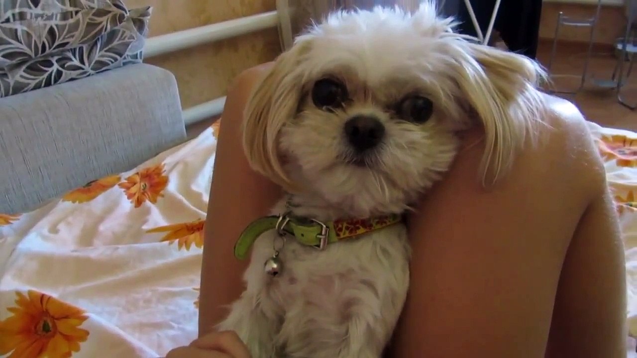 Жадная собака ! самое смешное видео в сети !