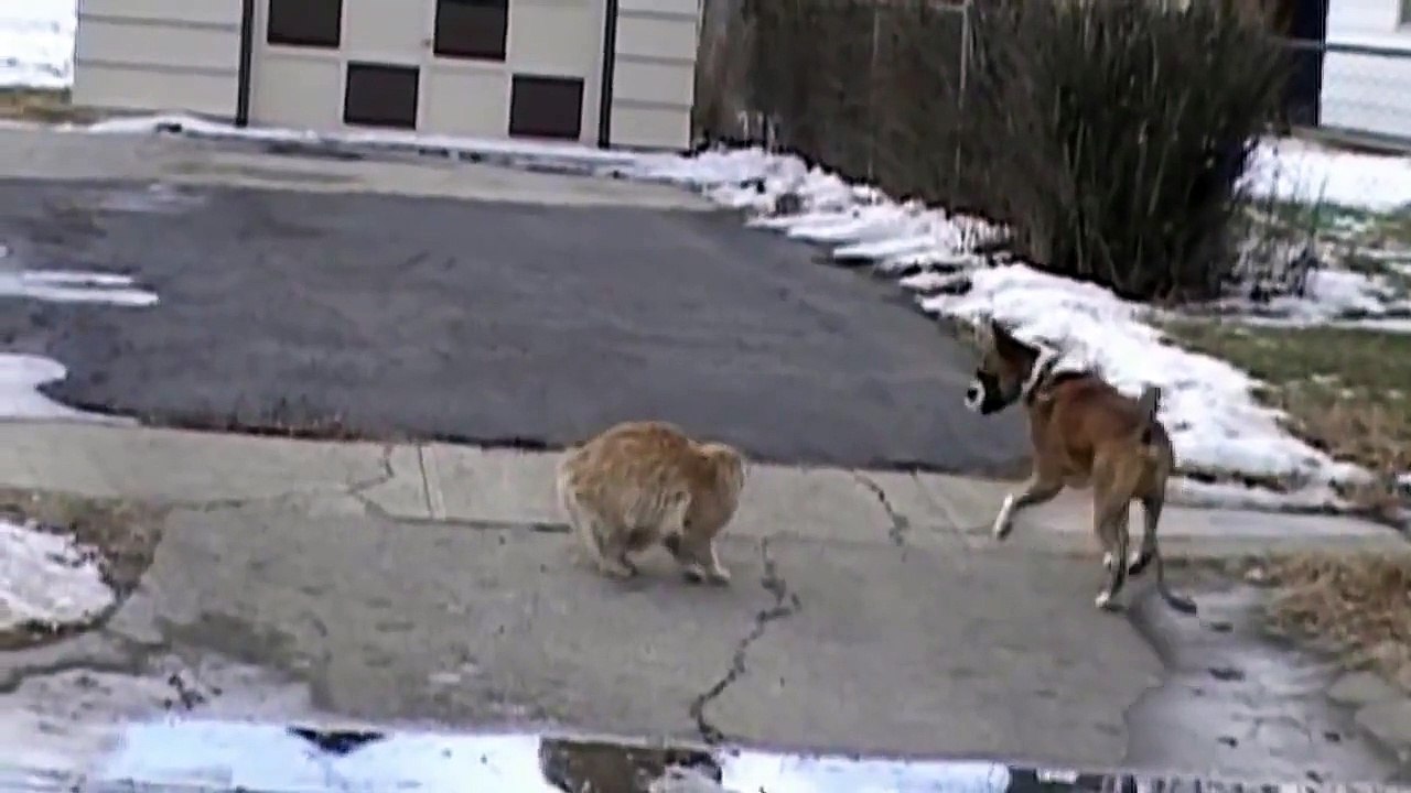 Кот против Собаки.Супер бой !